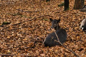 Read more about the article Wildpark Büdingen