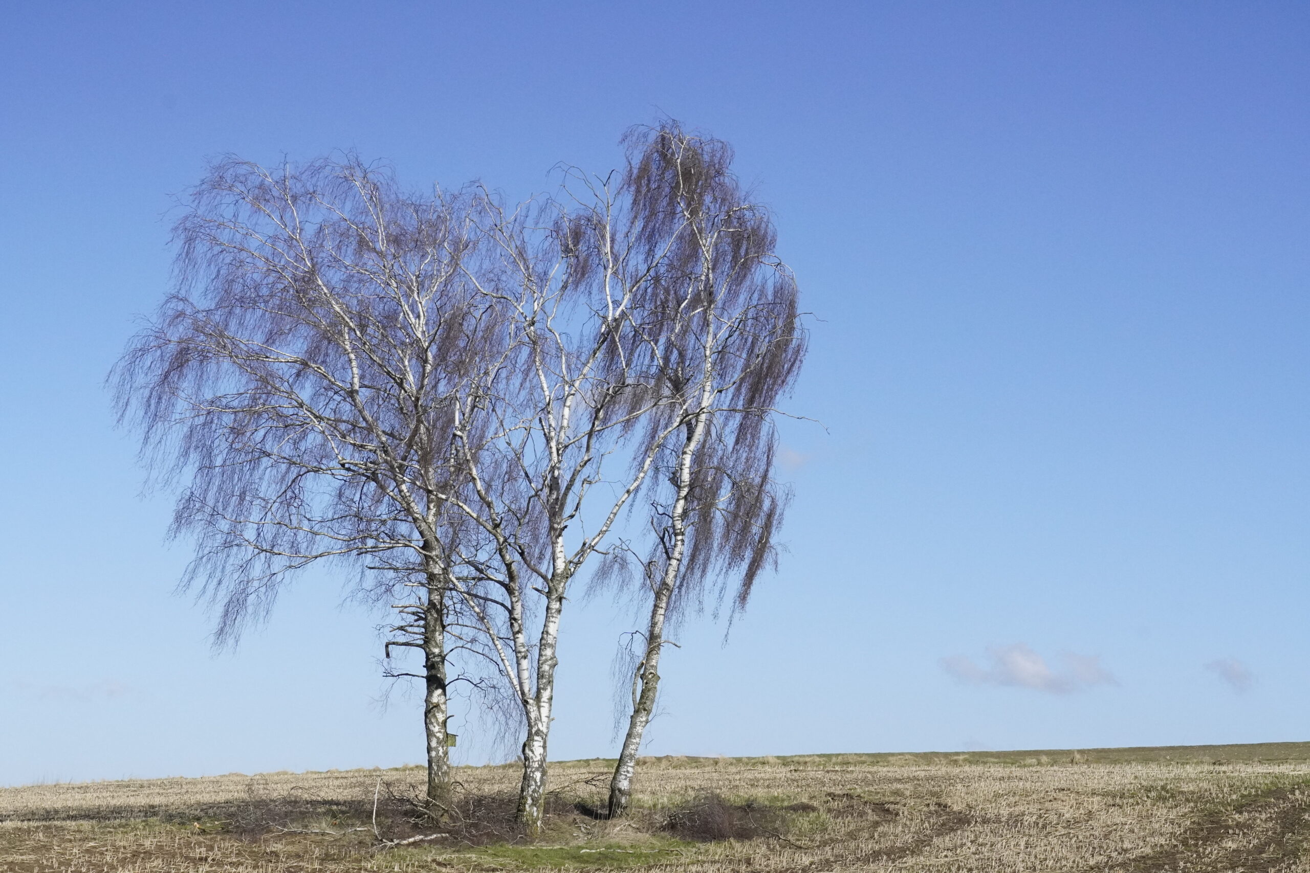 Du betrachtest gerade Unterwegs im Büdinger Wald
