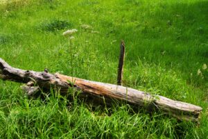 Mehr über den Artikel erfahren Auf der Wiese