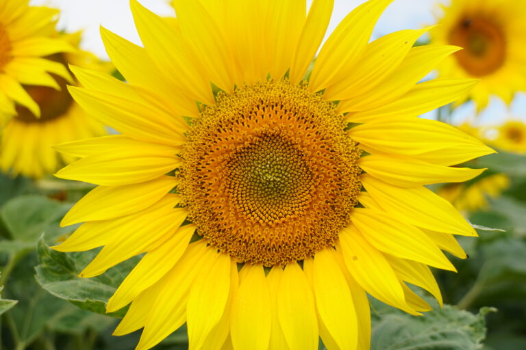 Read more about the article Hier kommt die Sonne ..