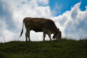 Mehr über den Artikel erfahren Winklmoos-Alm / Sternenpark