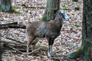 Read more about the article Im Wildpark Büdingen