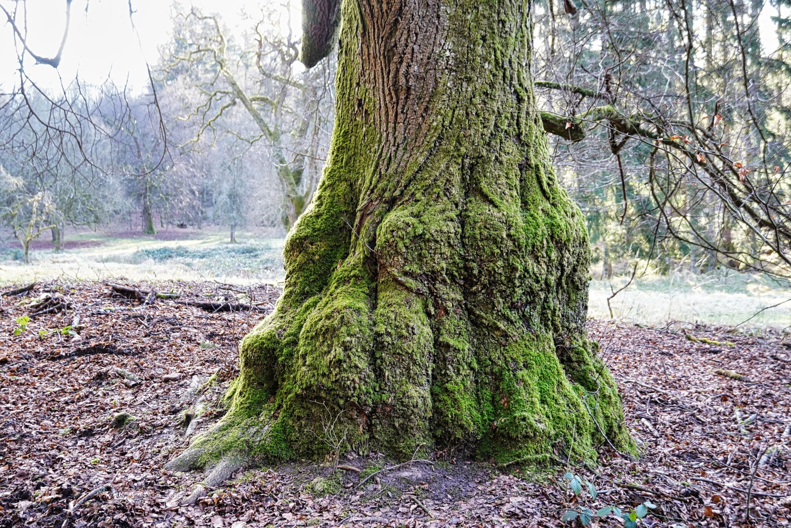 Mehr über den Artikel erfahren Nature Thursday #3/2025